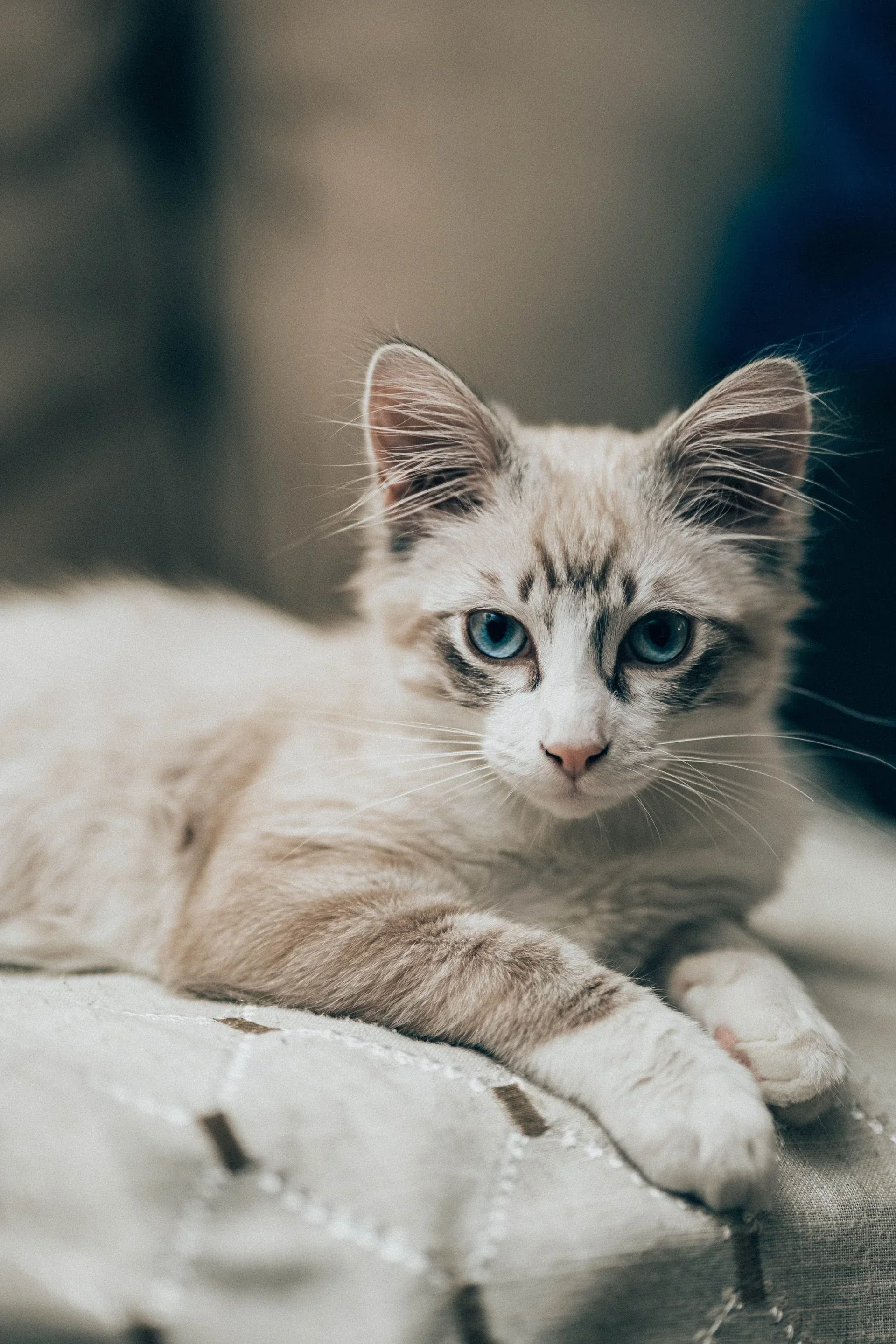 Gato en recuperación de cirugía de tejidos blandos