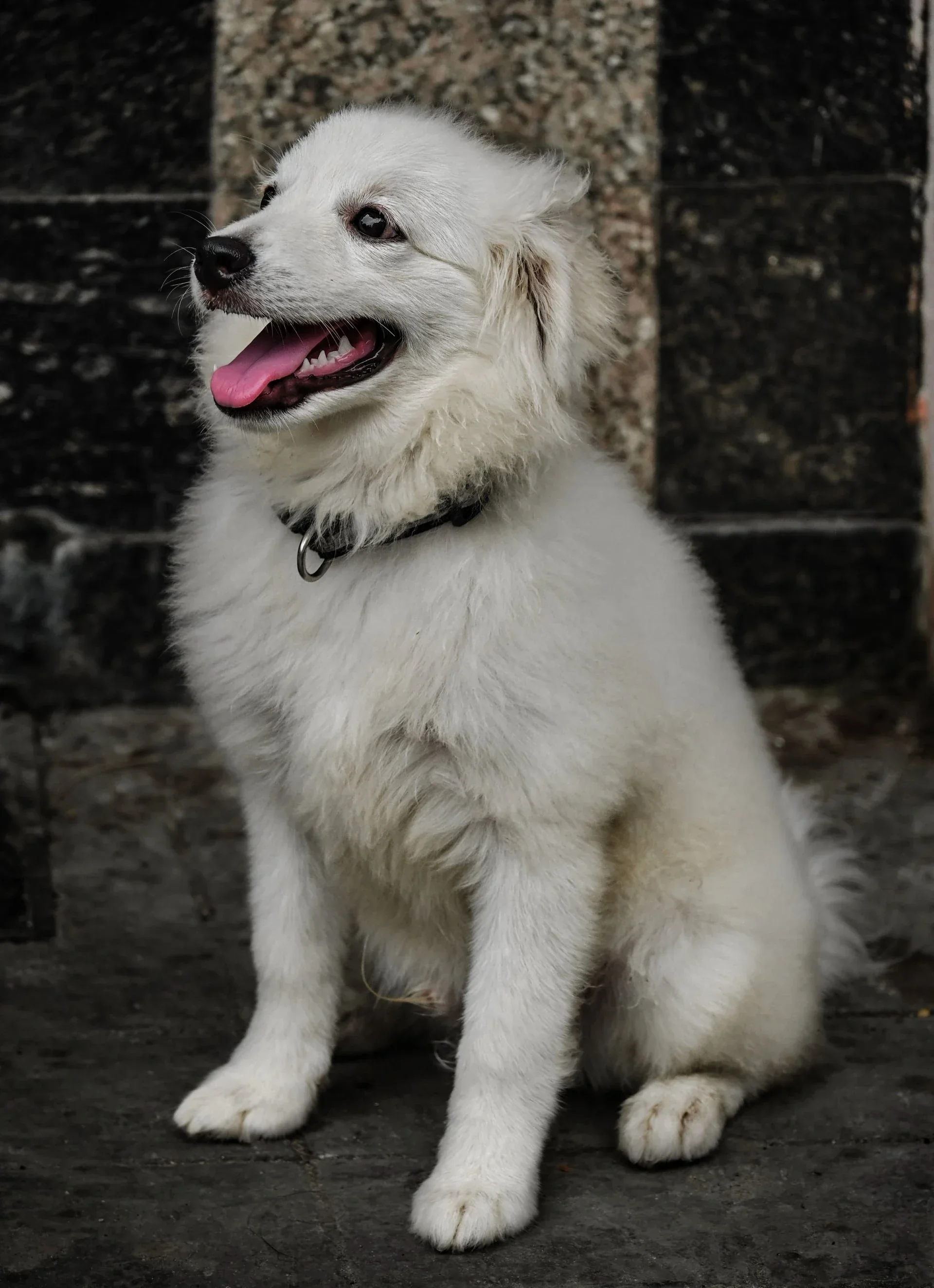 Perro previo a esterilización en Petit's