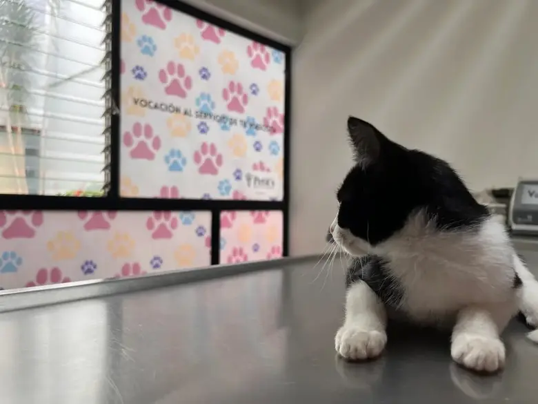 Gato durante su consulta veterinaria en Petit's