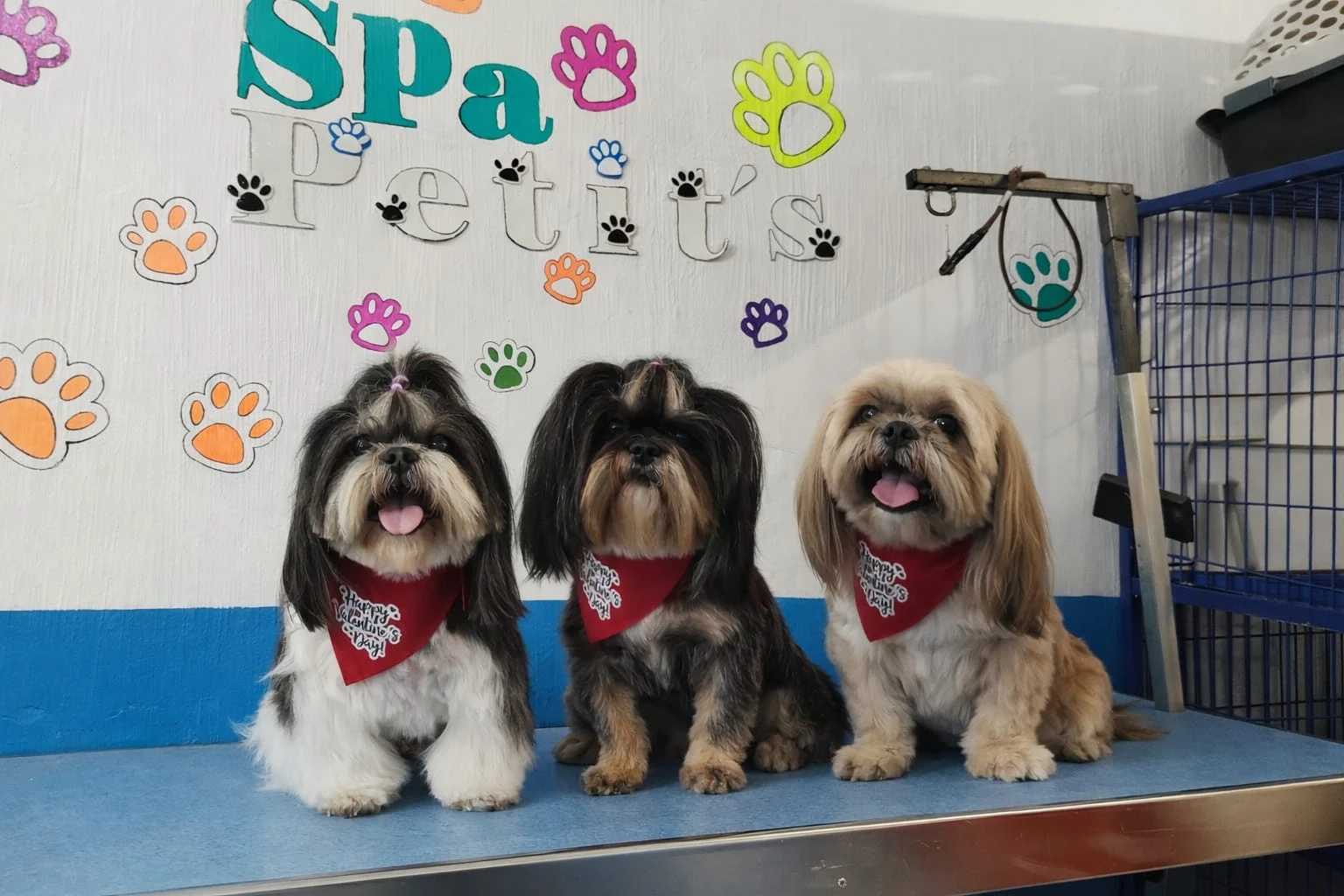 Perro recibiendo baño y corte en el spa