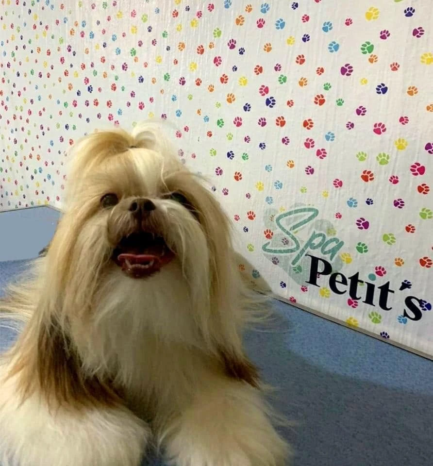 Perro recibiendo cuidados especiales de estética