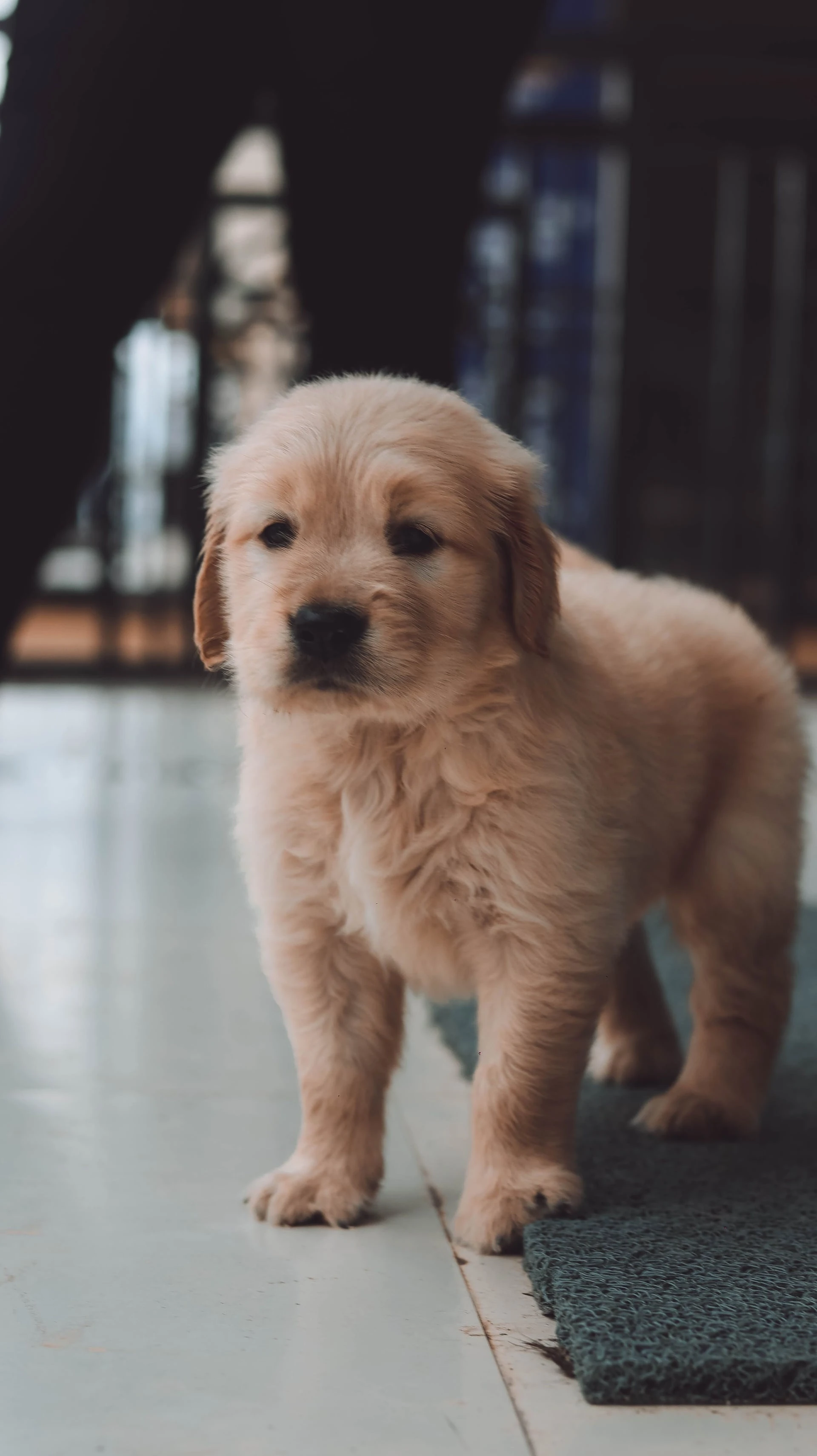 Orientación sobre medicamento veterinario