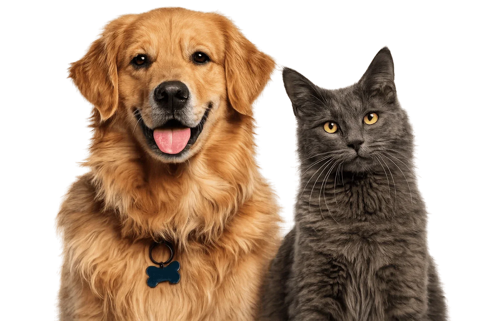 Perro y gato atendidos en Petit's Centro Médico Veterinario