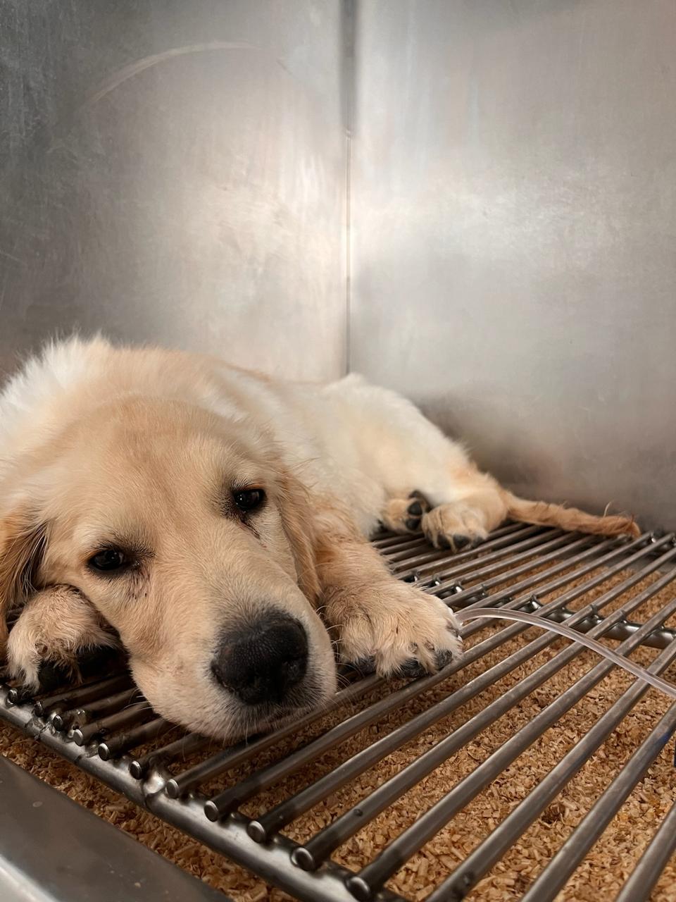 Perro en observación durante su hospitalización