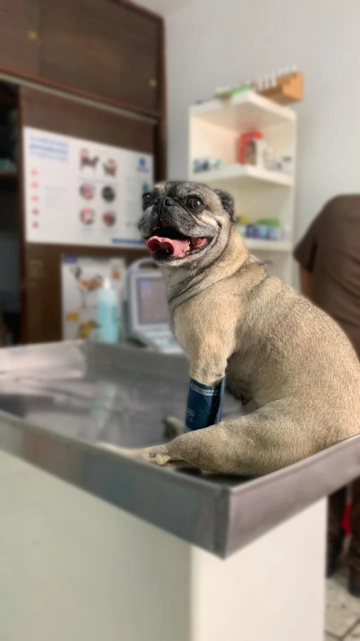 Perro en consulta veterinaria antes de su panel de laboratorio
