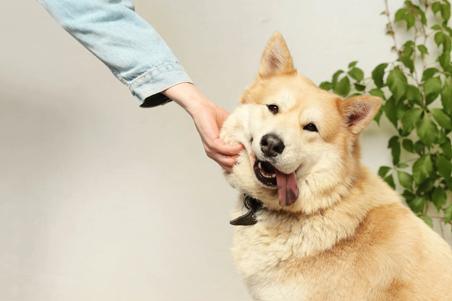 Perro pequeño en el área tranquila de pensión