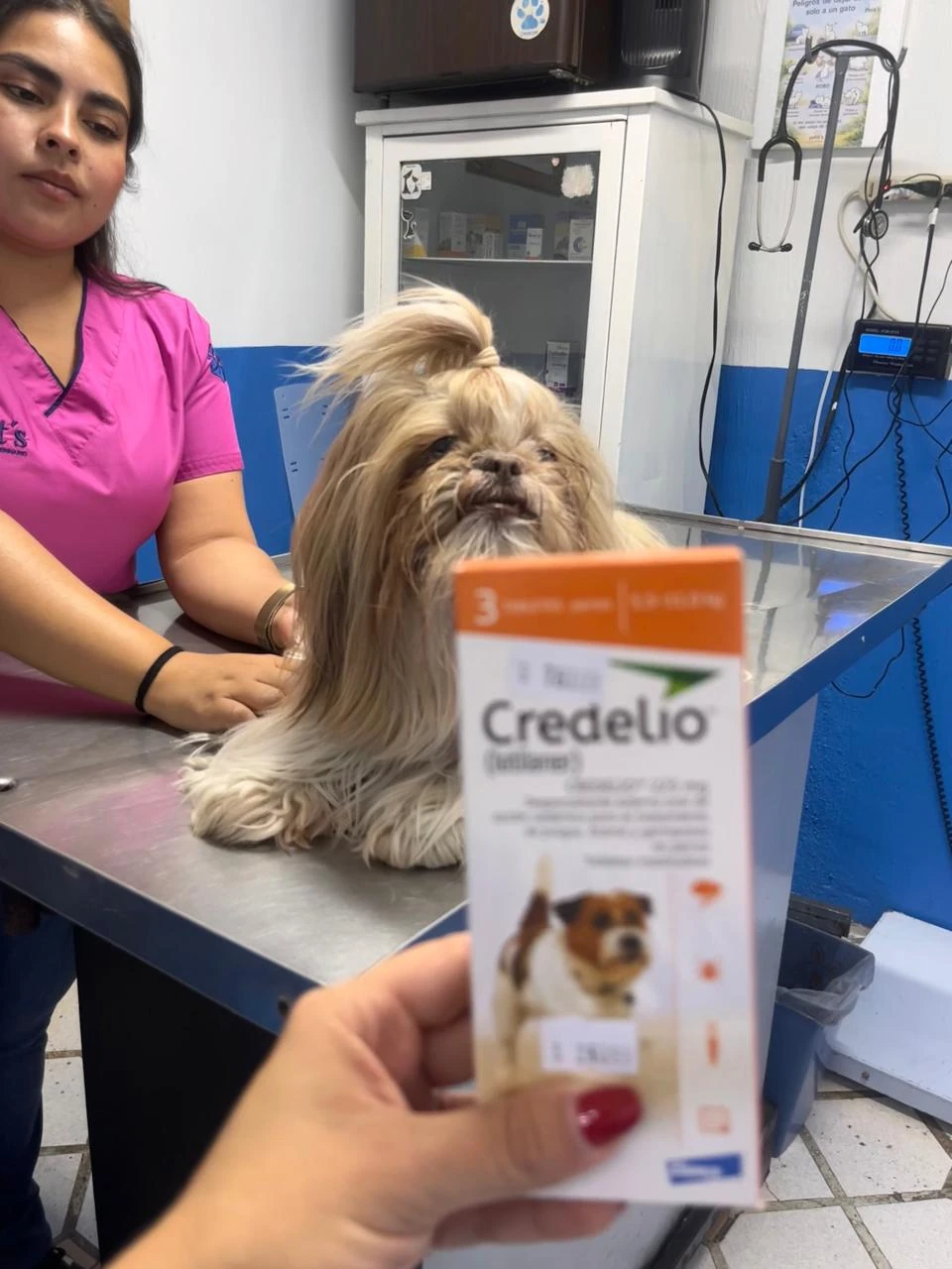 Perro recibiendo su vacuna en consulta